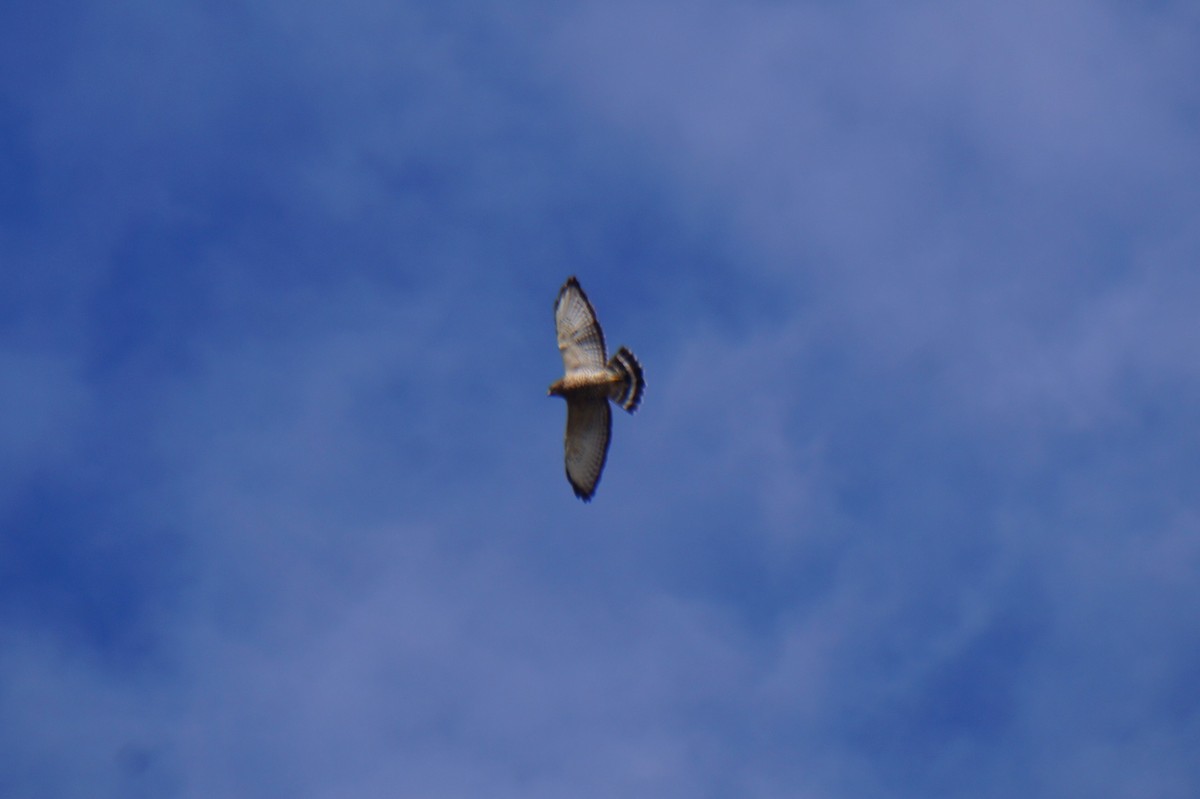 Broad-winged Hawk - ML643384157