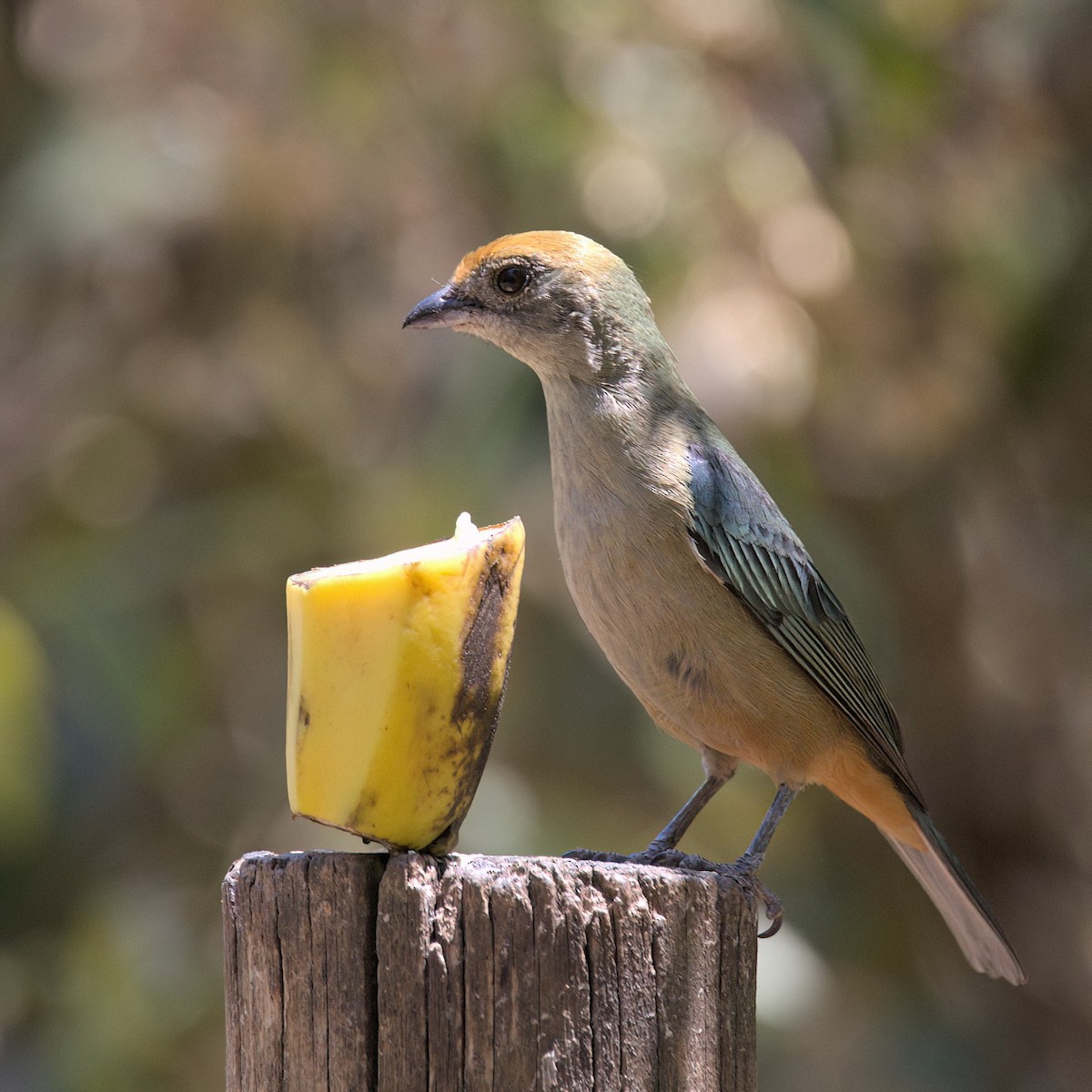 Burnished-buff Tanager - ML643384158