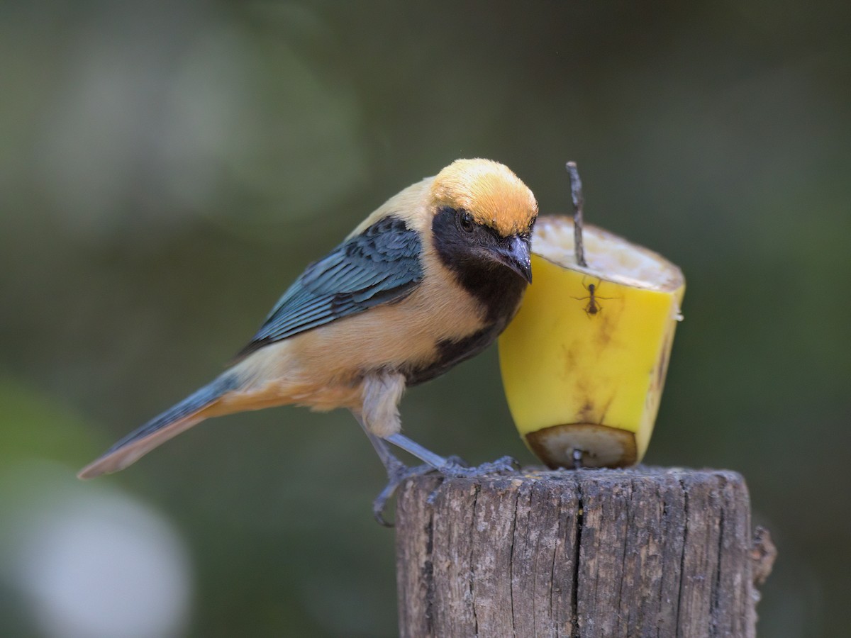 Burnished-buff Tanager - ML643384159