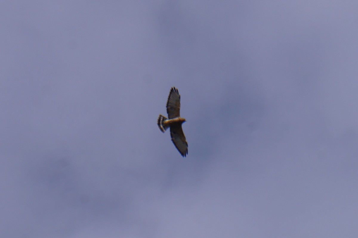 Broad-winged Hawk - ML643384160