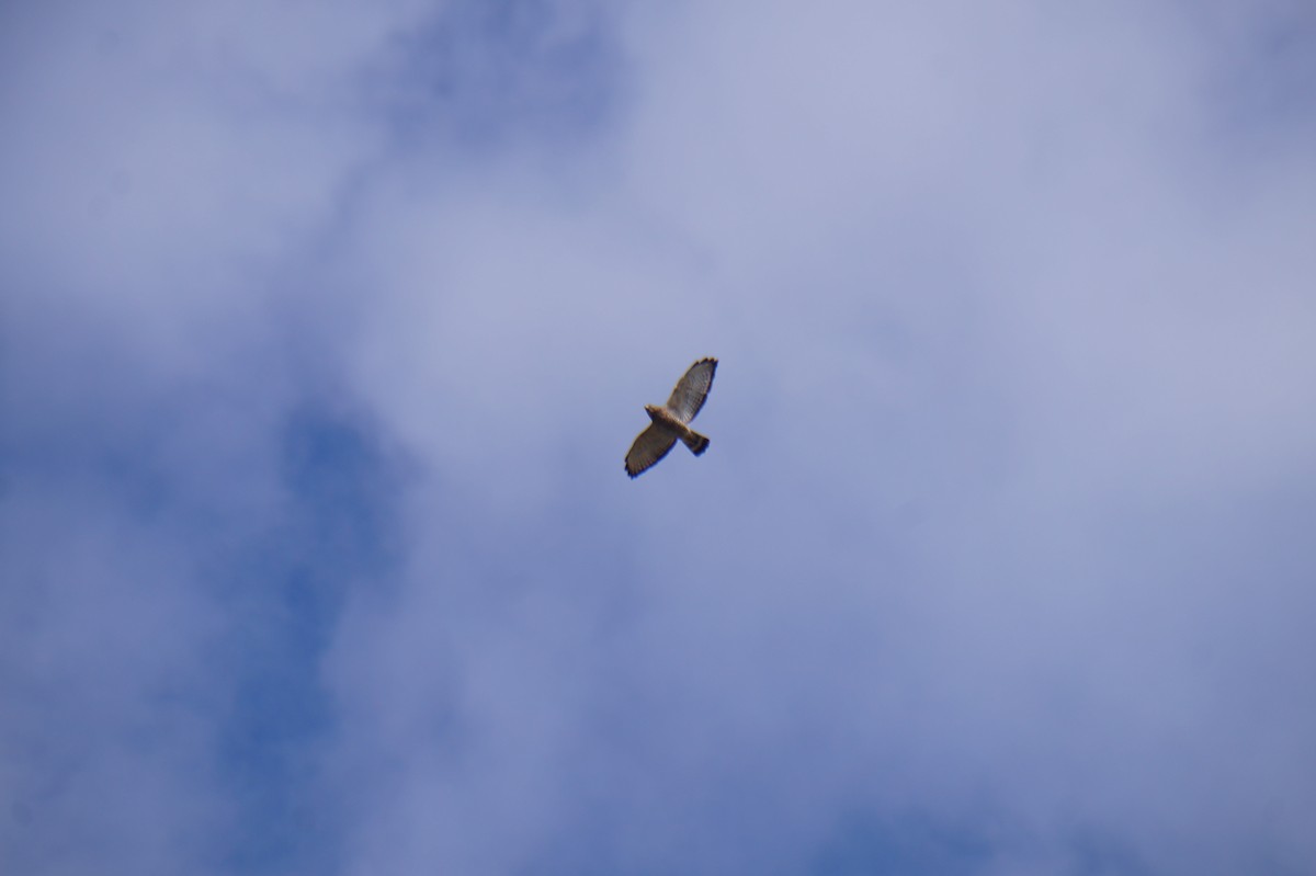 Broad-winged Hawk - ML643384168