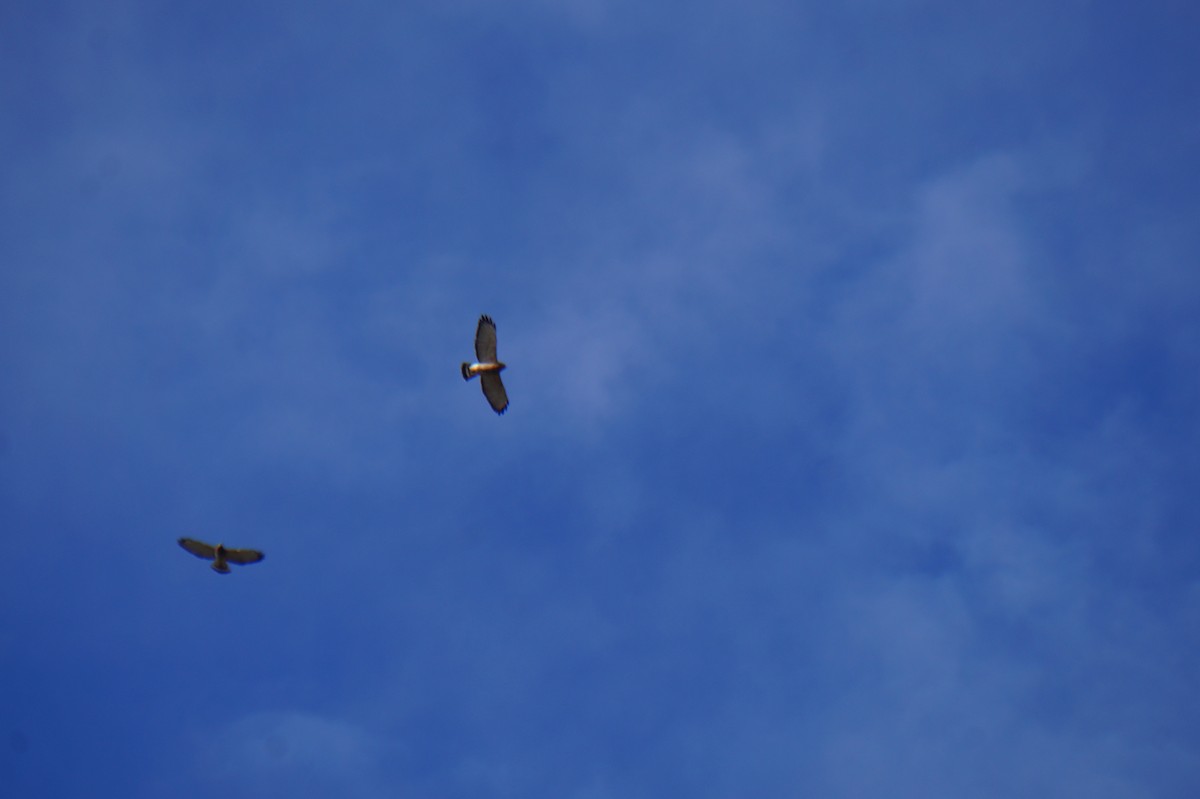 Broad-winged Hawk - ML643384169