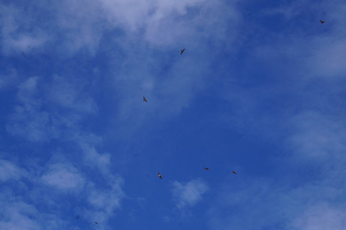 Broad-winged Hawk - ML643384170