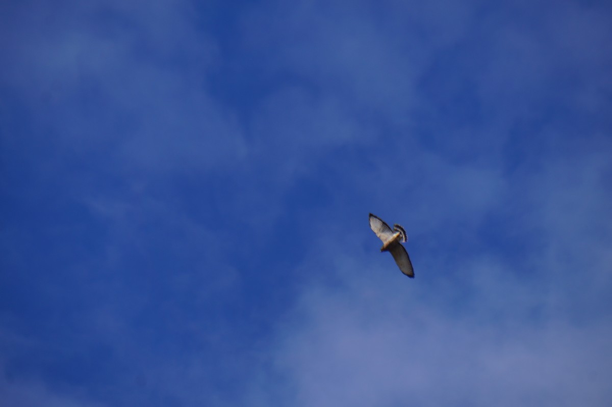Broad-winged Hawk - ML643384173