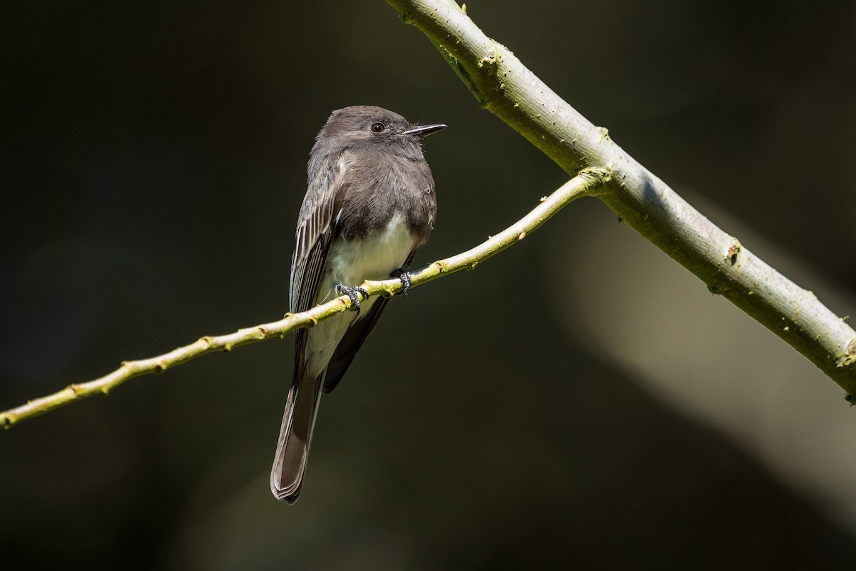 Black Phoebe - ML643384175