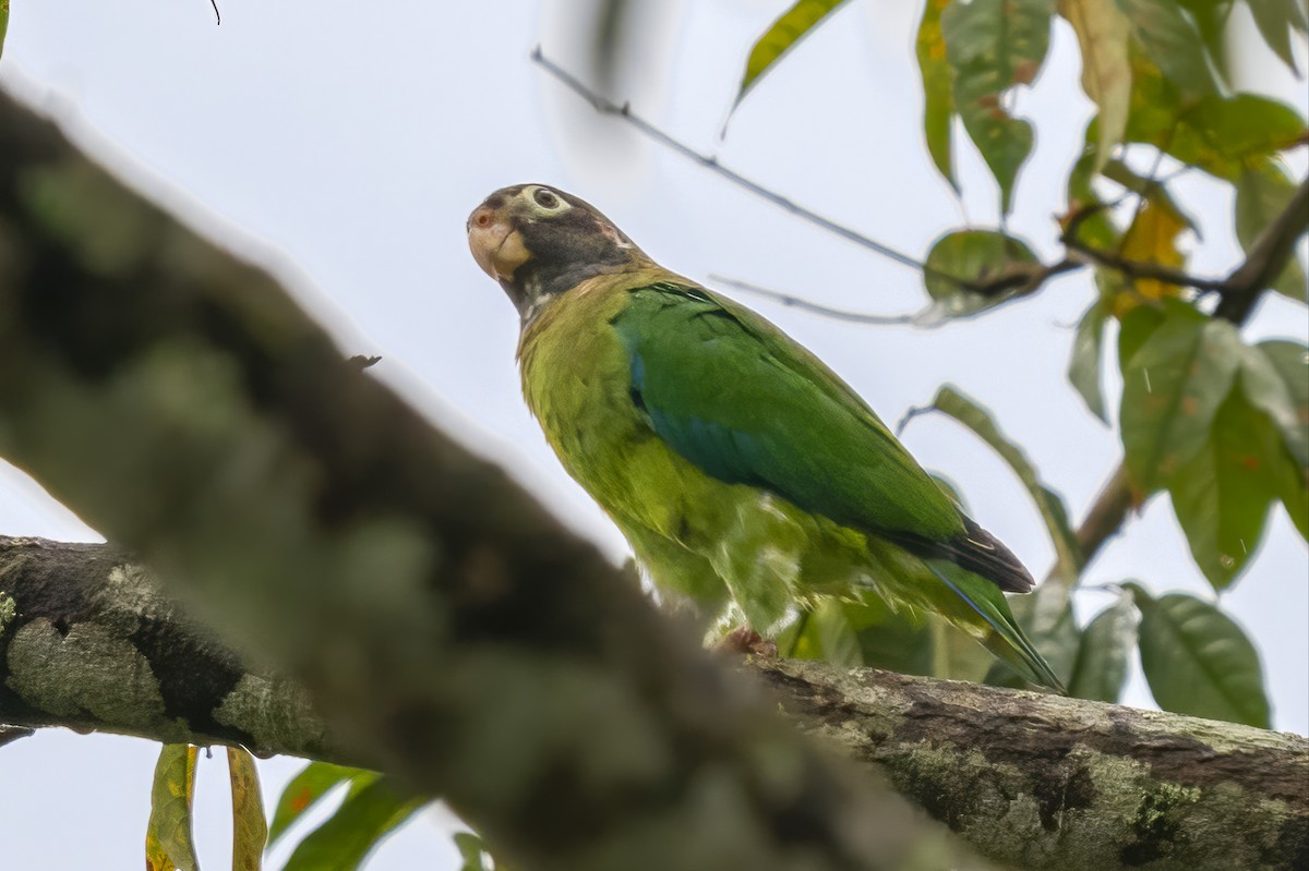 Brown-hooded Parrot - ML643384176