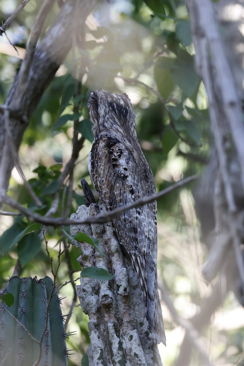 Northern Potoo - ML643384177