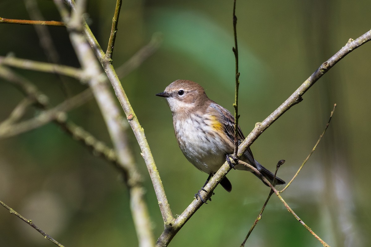 Yellow-rumped Warbler - ML643384178