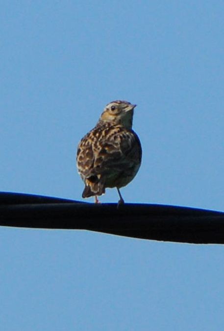 Wood Lark - ML643384181