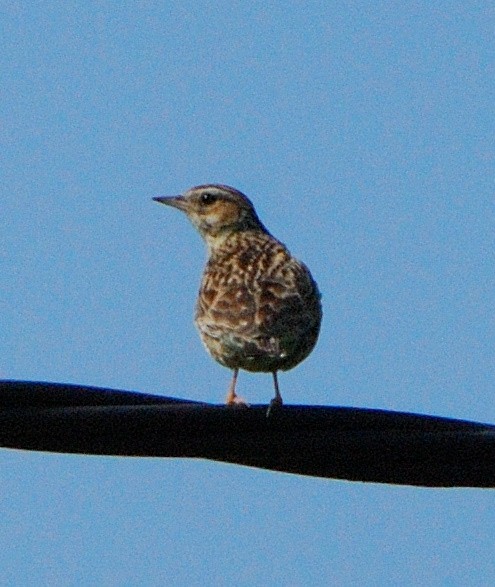 Wood Lark - ML643384182