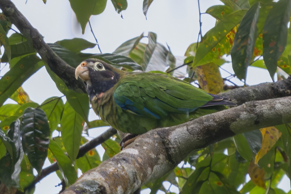 Brown-hooded Parrot - ML643384183