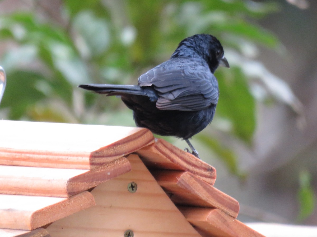 Ruby-crowned Tanager - ML643384186