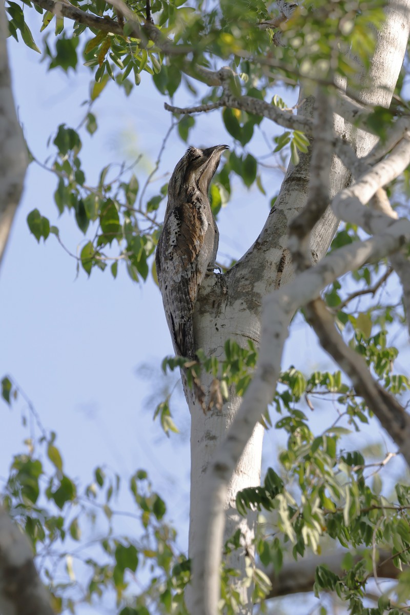Northern Potoo - ML643384190