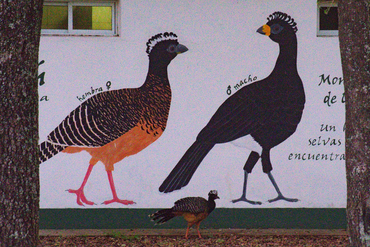 Bare-faced Curassow - ML643384194