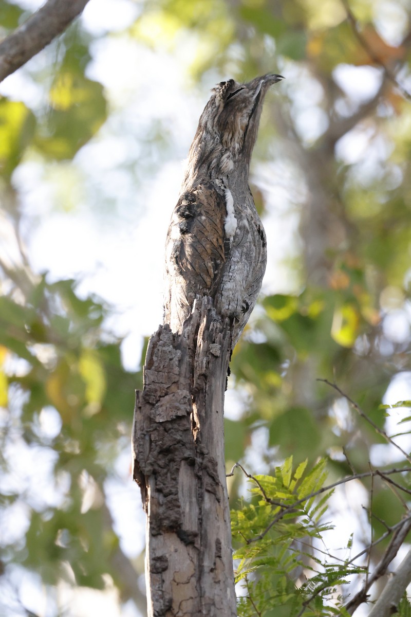 Northern Potoo - ML643384195
