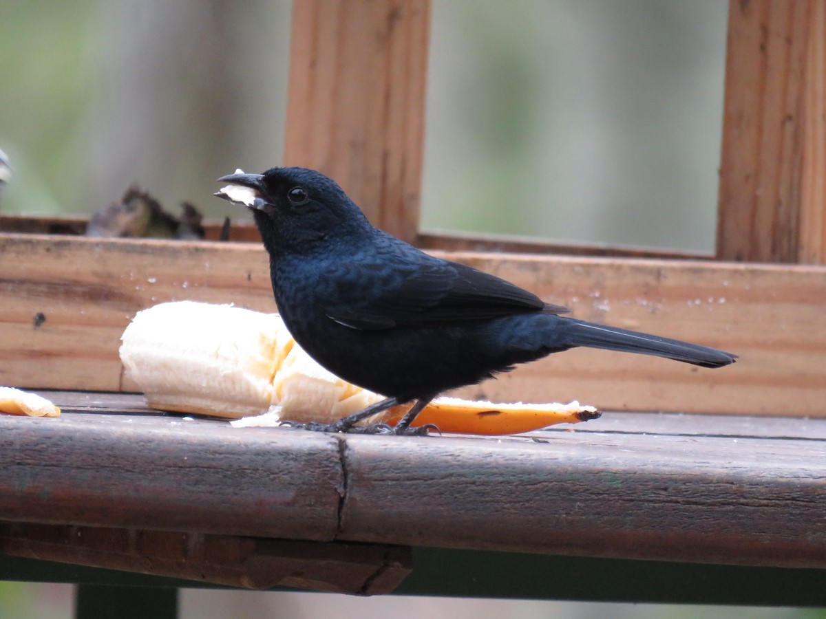 Ruby-crowned Tanager - ML643384201
