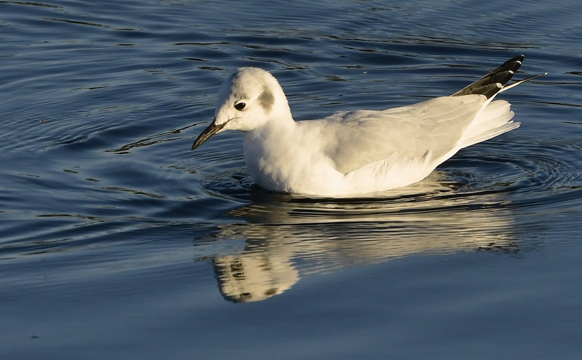 Gaviota de Bonaparte - ML643384213