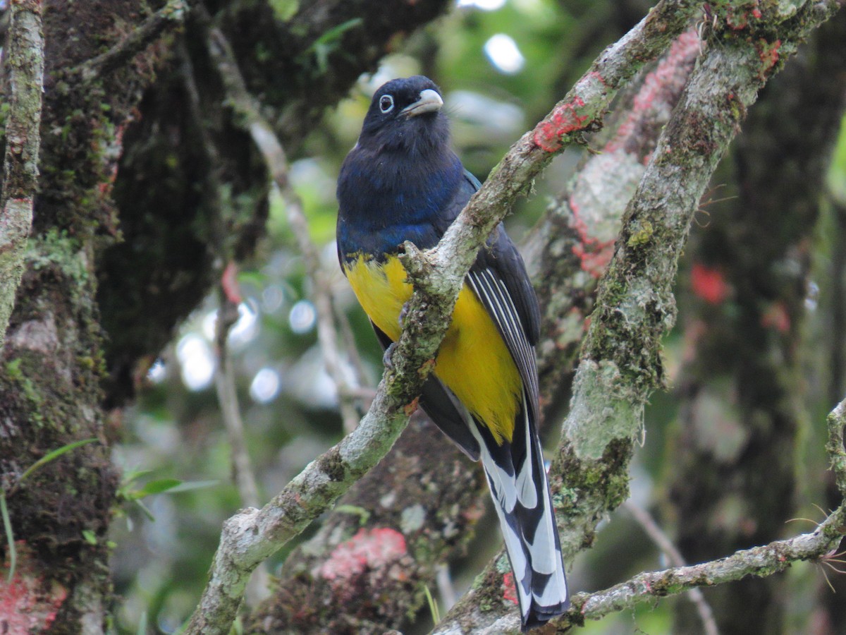 Trogón Dorsiverde - ML643384216