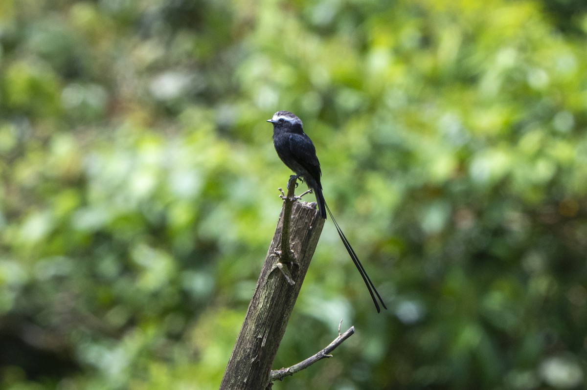 Mosquero Colilargo - ML643384222