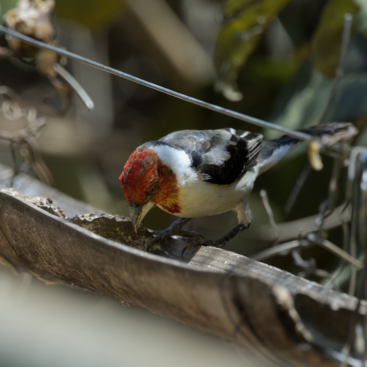 Cardenilla Dominica - ML643384227