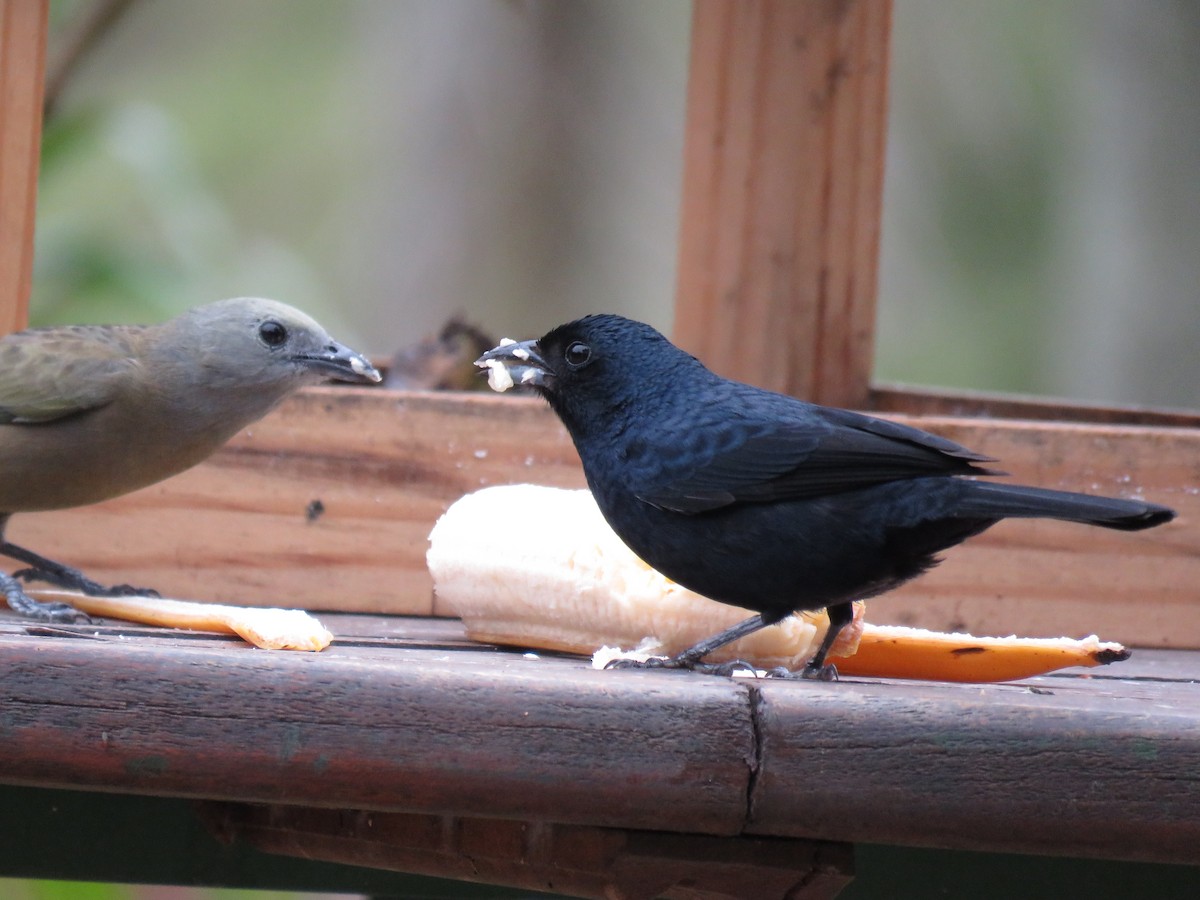 Ruby-crowned Tanager - ML643384239