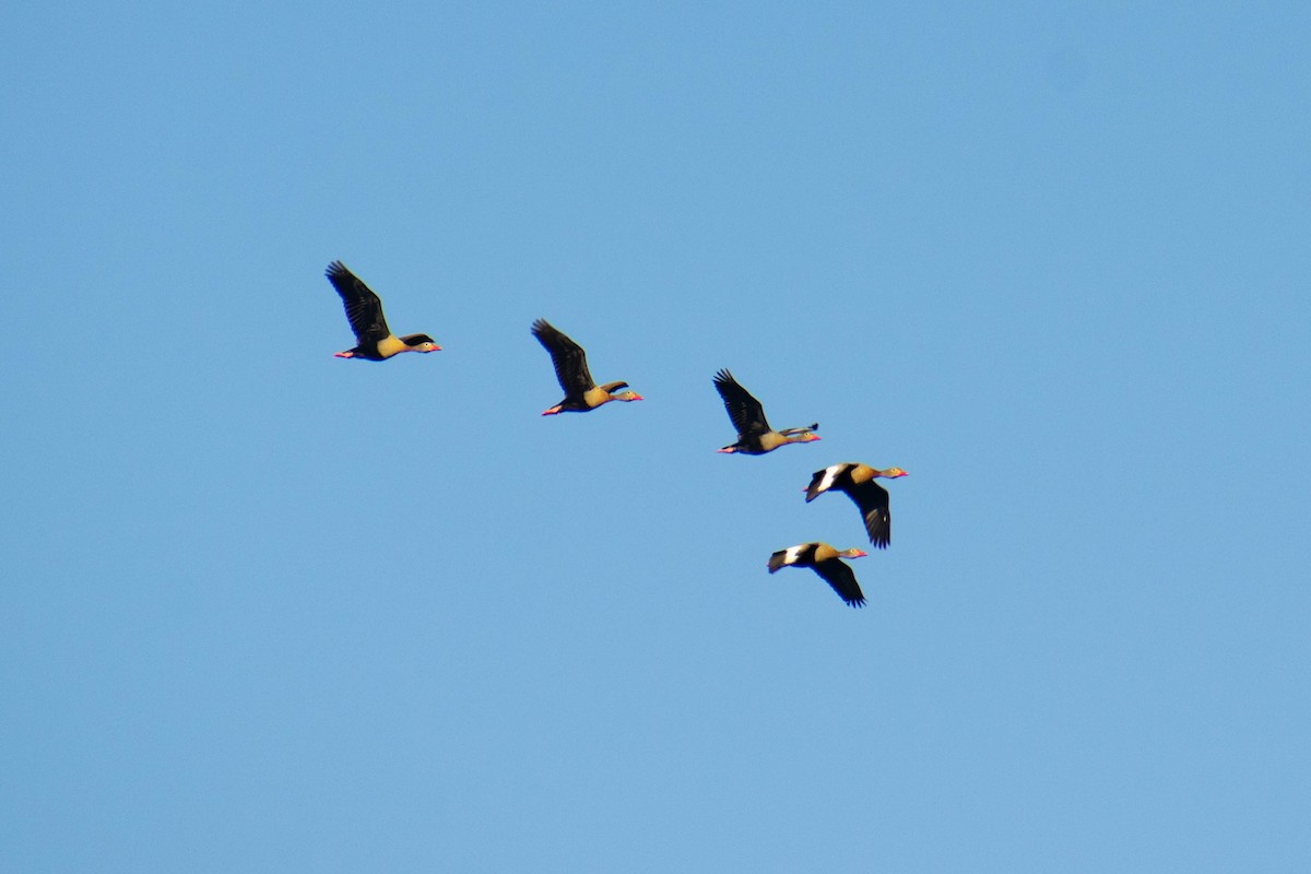 Black-bellied Whistling-Duck - ML643384251