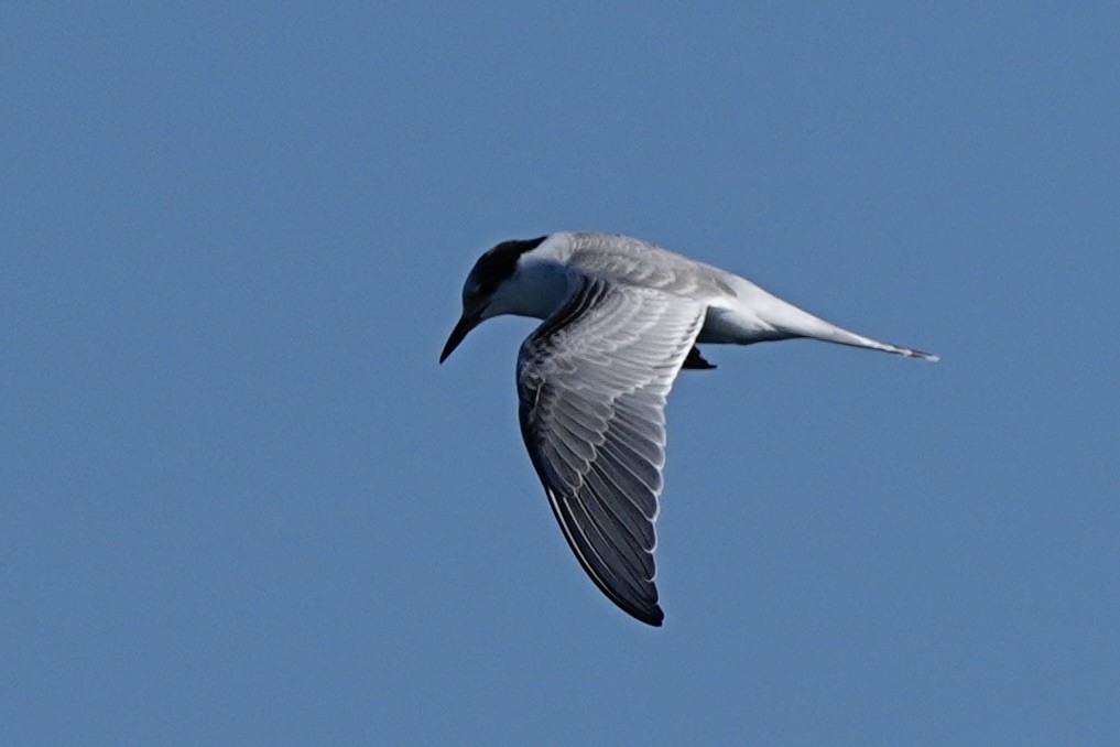 Common Tern - ML643384259