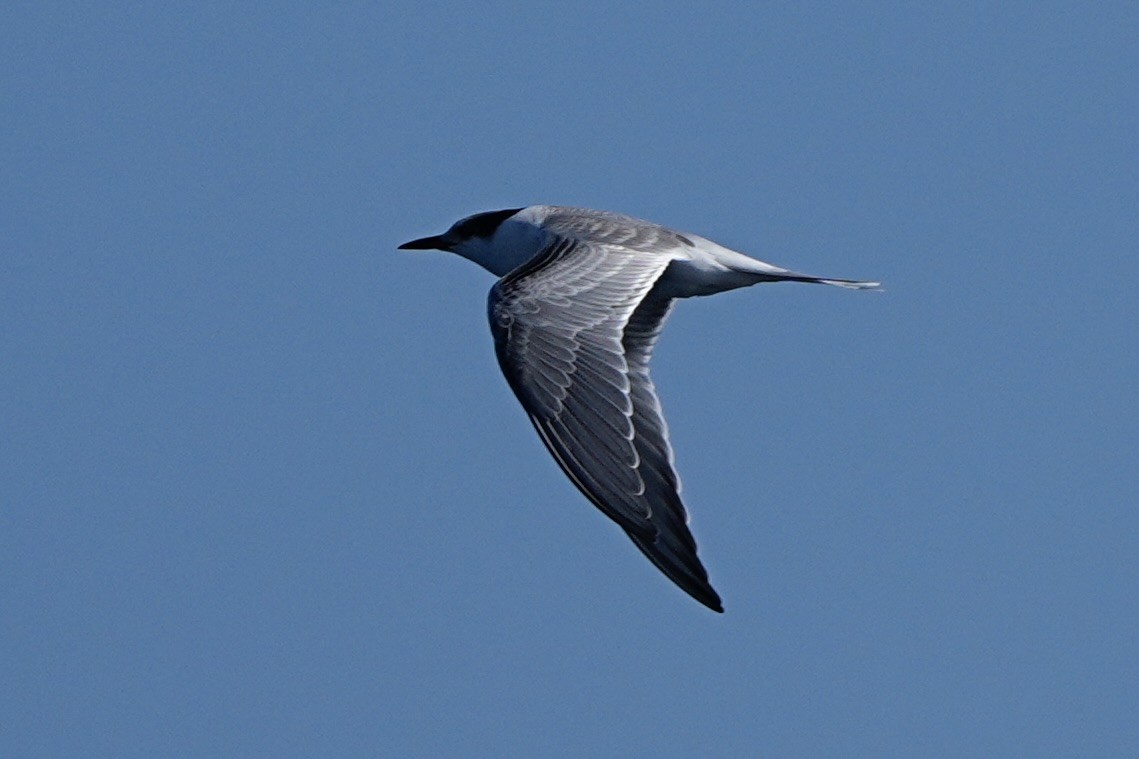 Common Tern - ML643384260