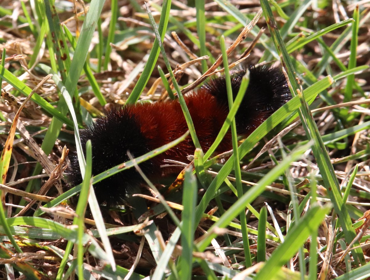 Animals - ML643384264