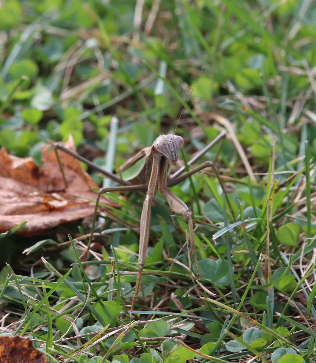 Chinese Mantis - ML643384265