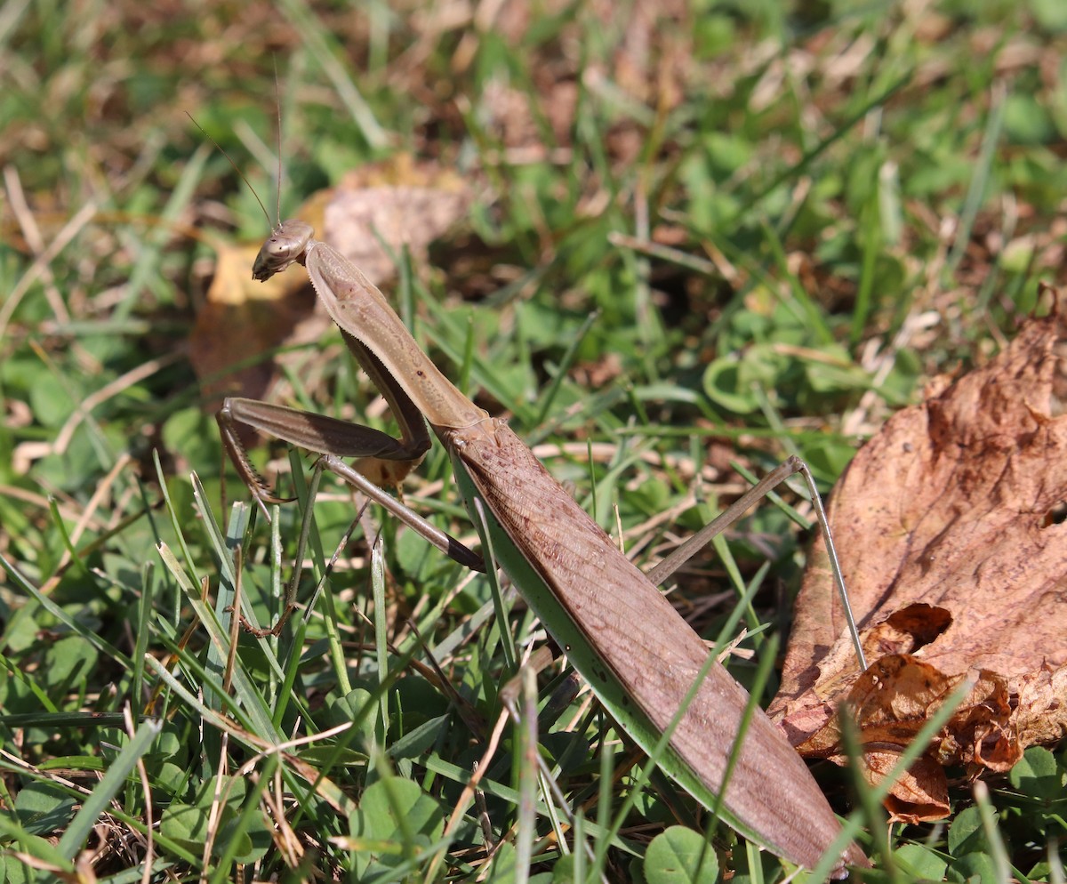 Chinese Mantis - ML643384266