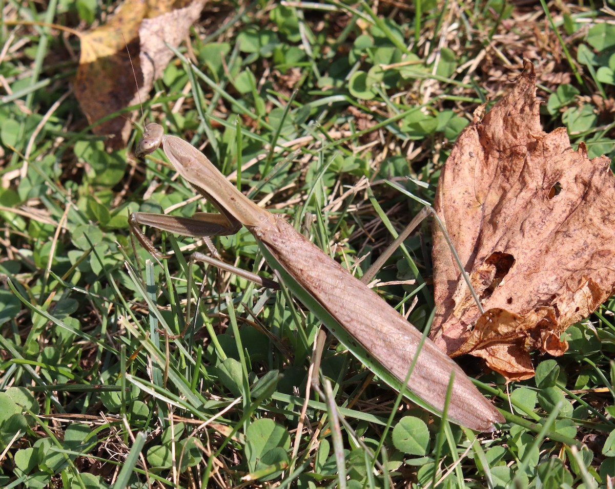 Chinese Mantis - ML643384267