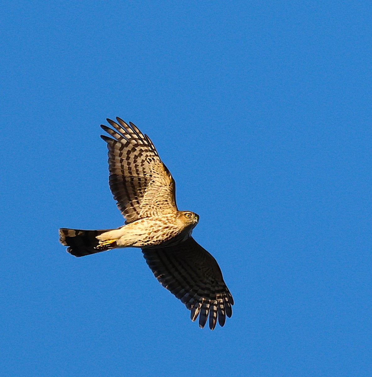 Sharp-shinned Hawk - ML643384281