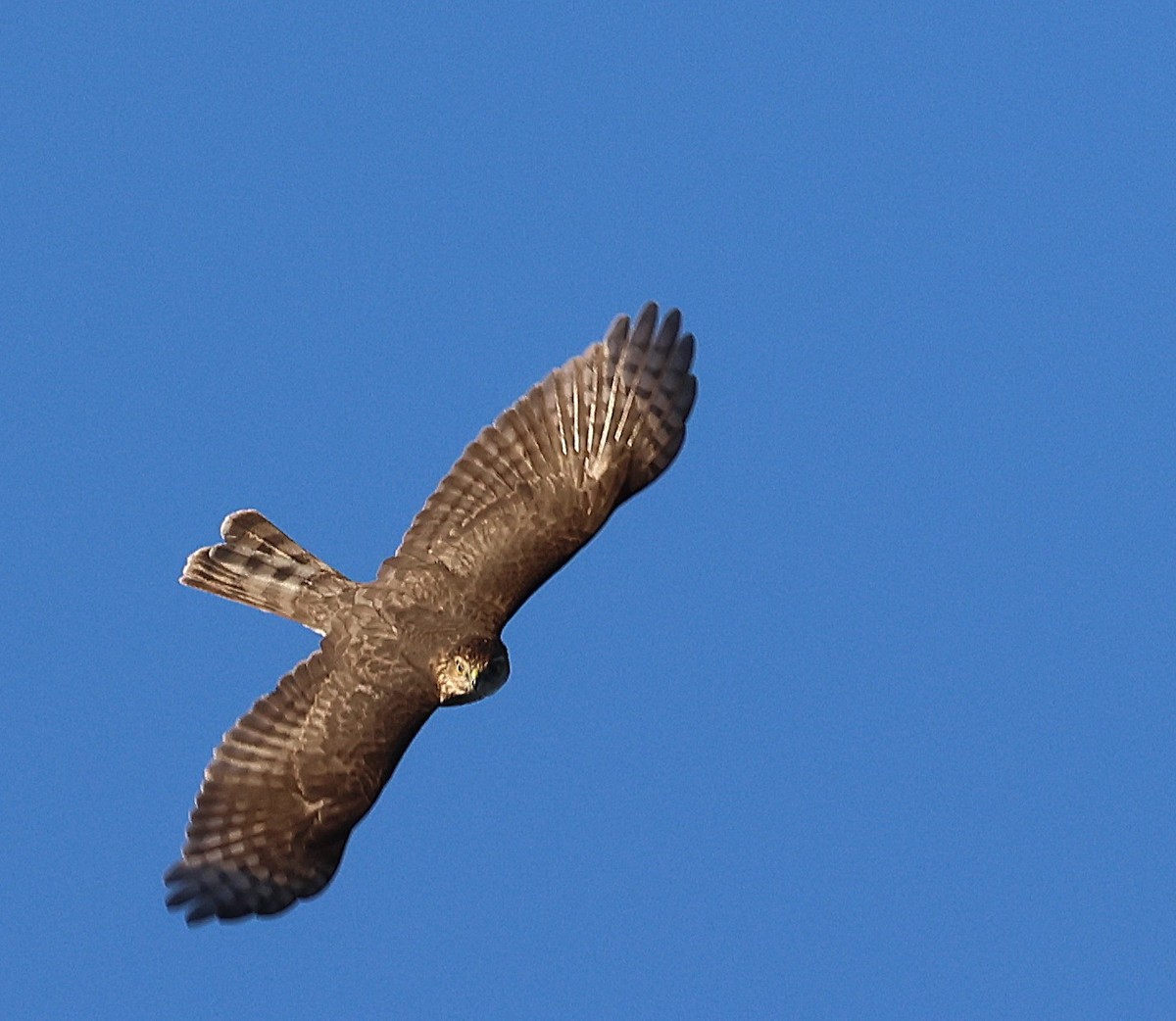 Sharp-shinned Hawk - ML643384282
