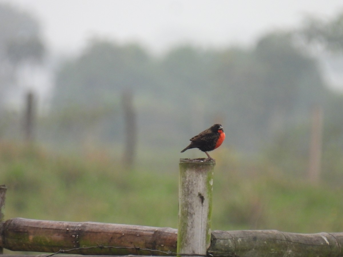 Red-breasted Meadowlark - ML643384284