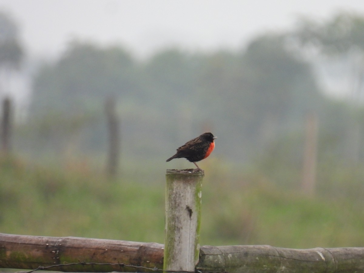 Red-breasted Meadowlark - ML643384285