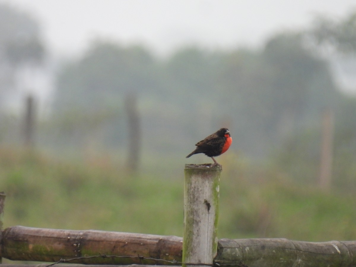 Red-breasted Meadowlark - ML643384286