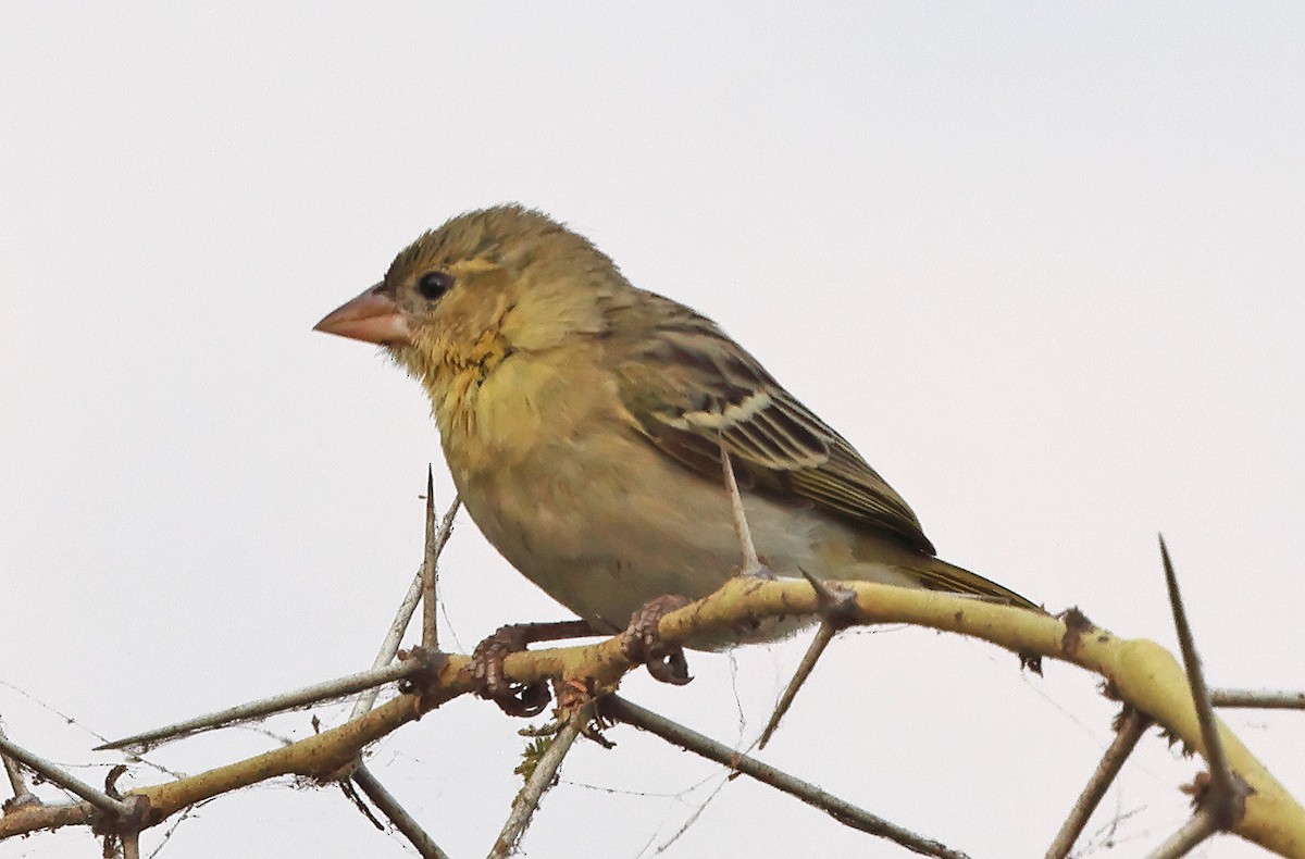 Southern Masked-Weaver - ML643384292