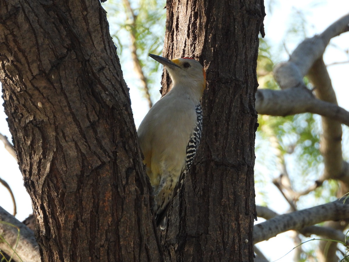mesquitespett - ML643384294
