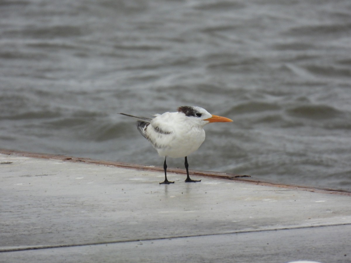 Royal Tern - ML643384303