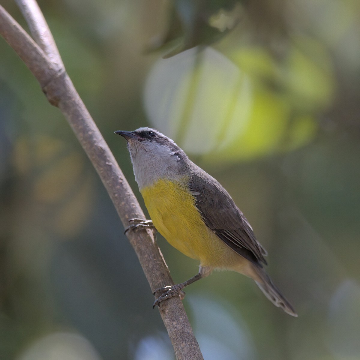 Bananaquit - ML643384318