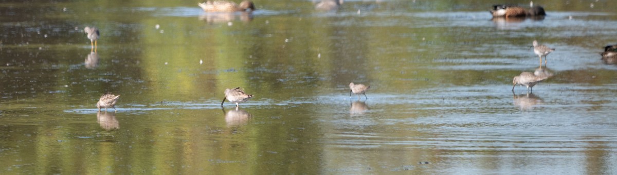 Short-billed Dowitcher - ML643384342