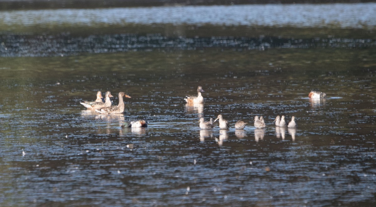 Short-billed Dowitcher - ML643384343