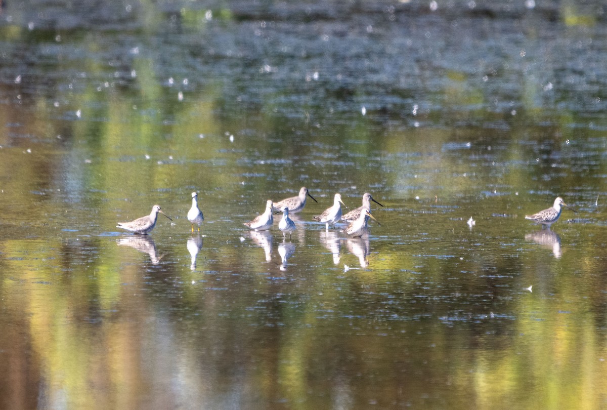 Short-billed Dowitcher - ML643384344