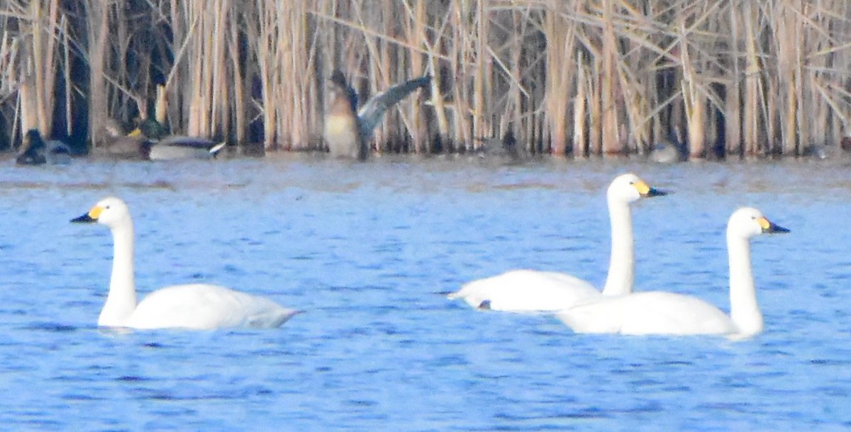 Tundra Swan (Bewick's) - ML643384358