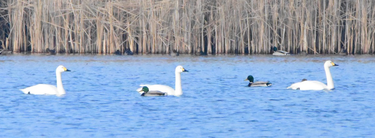 Tundra Swan (Bewick's) - ML643384359