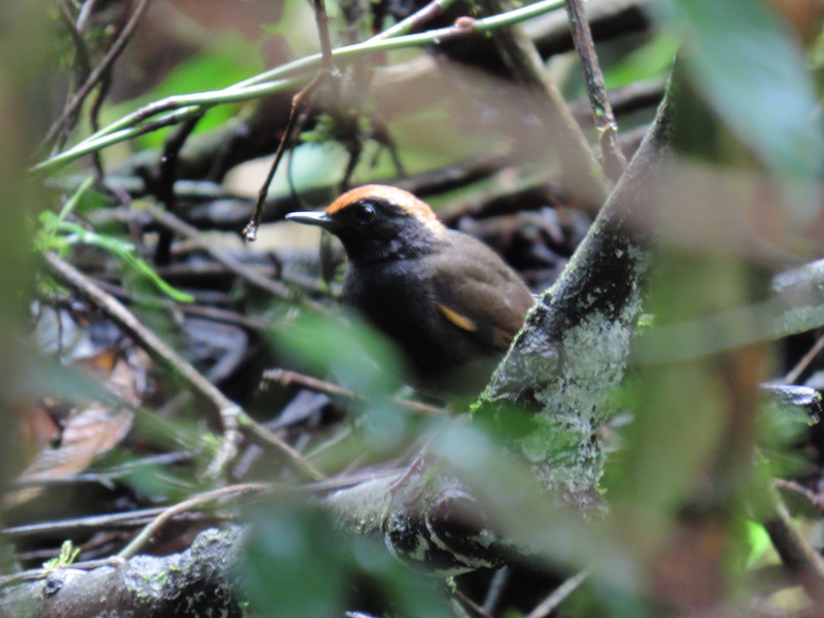 Rufous-capped Antthrush - ML643384376