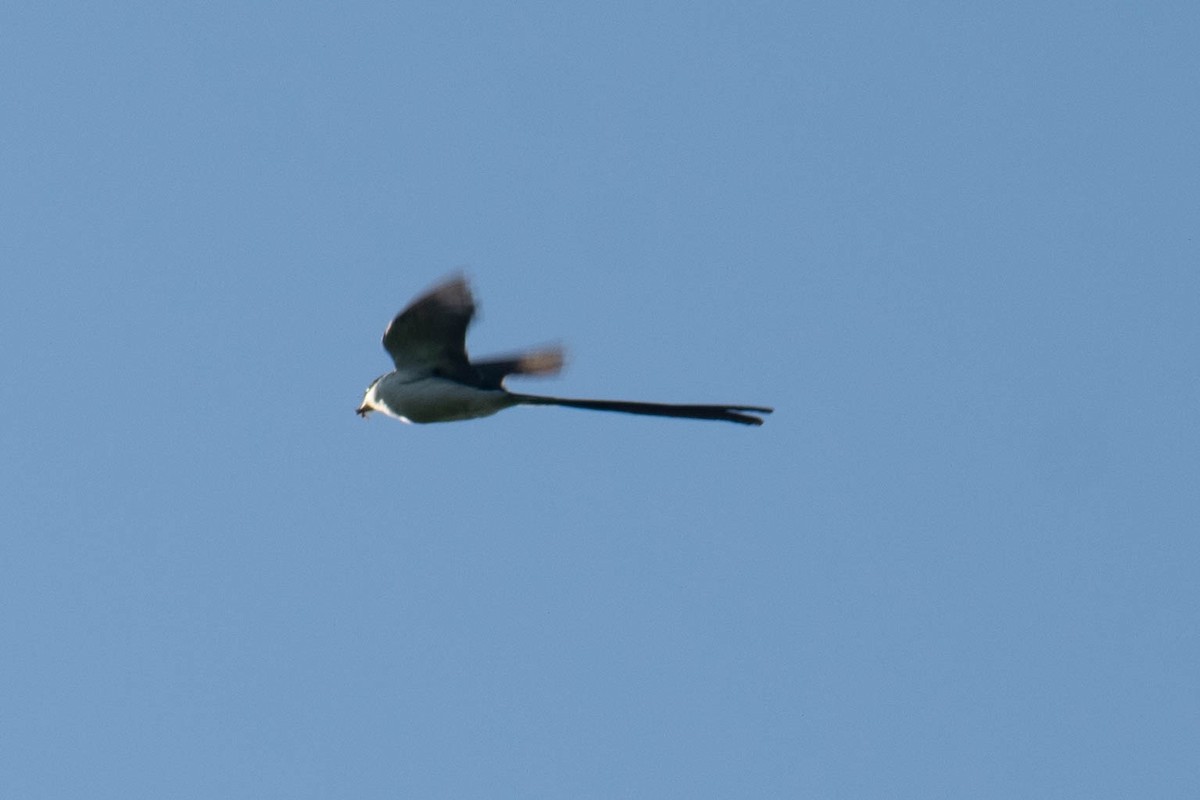 Fork-tailed Flycatcher - ML643384377