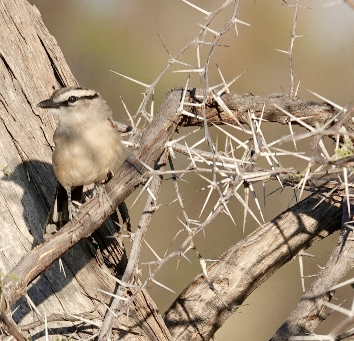Brown-crowned Tchagra - ML643384379