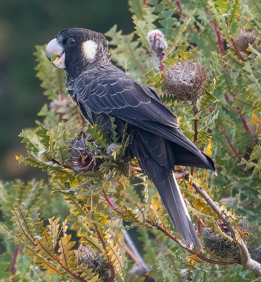 Carnaby's Black-Cockatoo - ML643384387